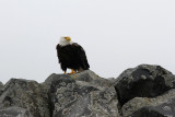 After spending hours watching AEFs DC Eagle webcam, I was thrilled to see a real eagle close up. 
