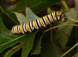 Monarch Butterfly Caterpillar