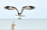 Osprey picking up a stick on the beach for its nest