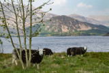 Ennerdale IMG_9072.jpg