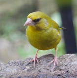 Greenfinch IMG_0776.jpg