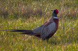 Pheasant on Northmoor lane Cottingham IMG_0542.jpg