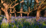 Burton Bushes Bluebells IMG_1250.jpg