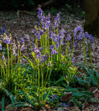 Burton Bushes Bluebells IMG_1286.jpg