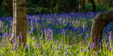 Burton Bushes Bluebells IMG_1302.jpg