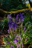 Burton Bushes Bluebells IMG_1321.jpg