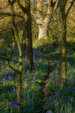 Burton Bushes Bluebells IMG_1333.jpg