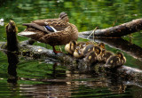Ducks, Dene Wood, Cottingham IMG_3201.jpg