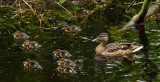 Ducks, Dene Wood, Cottingham IMG_3312.jpg