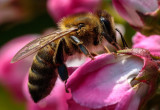 Honey_Bee_IMG_3867.jpg