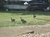 Visitors