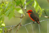 Vermillion Flycatcher