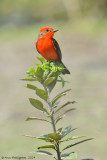 Vermillion Flycatcher