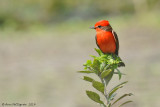 Vermillion Flycatcher