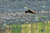 Northern Jacana