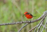 Vermillion Flycatcher