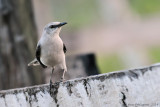 Tropical Mockingbird