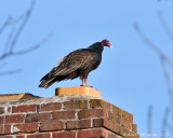 Turkey Vultures