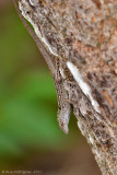 Brown Anole