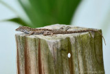 Brown Anole