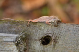 Brown Anole with Caterpillar