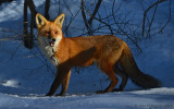 Red Fox in Morning Light