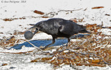 American Crow