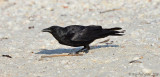 American Crow