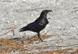 American Crow