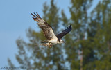 Osprey with Nesting Material