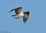 Osprey with Nesting Material