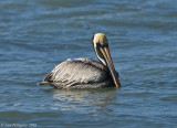 Brown Pelican