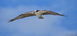 Osprey with Nesting Material