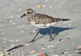 Black-bellied Plover