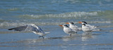 Four Royals and a Caspian Tern
