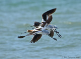 American Avocets