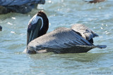 Brown Pelican