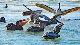 Brown Pelicans