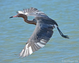 Reddish Egret