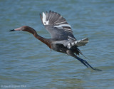 Reddish Egret
