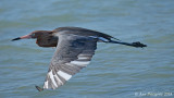 Reddish Egret