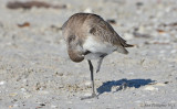 Willet