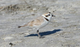 Snowy Plover