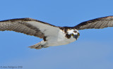 Osprey