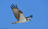 Osprey