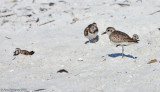 Black-bellied Plover with Ruddy Turnstones