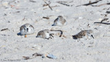 Resting Sanderlings