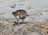 Ruddy Turnstone