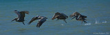 Brown Pelicans