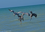 Brown Pelicans